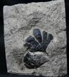 Early Cretaceous Gingko Leaf From Germany #31374-1